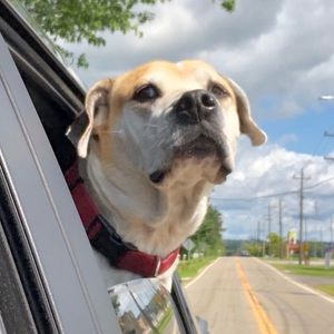 Meet your Posher, Chase